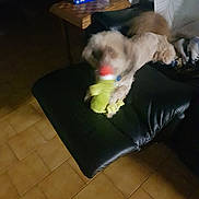 Volt a rejoint le concours — aidez-le/la à gagner de superbes lots ! animal, black_leather, blur, blurry, chair, cushion, dark, dog, floor_tiles, furniture, home, indoor, indoor_lighting, living_room, motion, pet, playing, tissue_box, toy, wooden_table