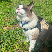 Ocean joined the competition — help win amazing prizes! cat, animal, outdoor, grass, sunlight, pet, feline, collar, harness, leash, fluffy, white, brown, nature, greenery, closeup, daylight, relaxed, cute, domestic
