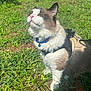 cat, animal, outdoor, grass, sunlight, pet, feline, collar, harness, leash, fluffy, white, brown, nature, greenery, closeup, daylight, relaxed, cute, domestic
