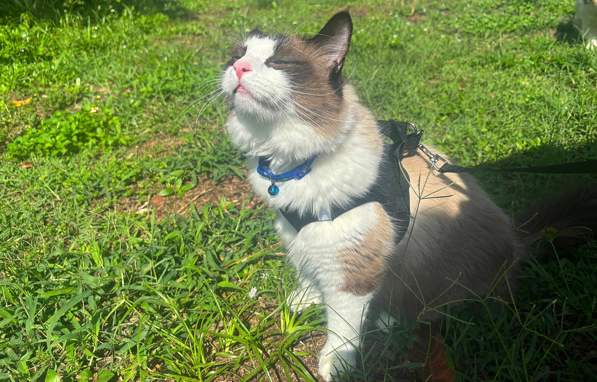 Ocean joined the competition — help win amazing prizes! cat, animal, outdoor, grass, sunlight, pet, feline, collar, harness, leash, fluffy, white, brown, nature, greenery, closeup, daylight, relaxed, cute, domestic