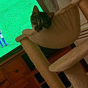 Scooby a rejoint le concours — aidez-le/la à gagner de superbes lots ! animal, armchair, bed, boy, cat, chair, child, computerhardware, couch, electronics, furniture, hardware, kitten, male, monitor, person, pet, screen, tv, wood