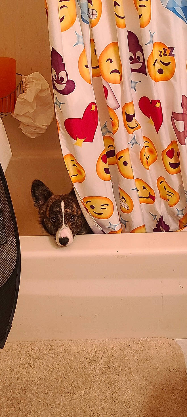 Jagger joined the competition — help win amazing prizes! art, brown, carnivore, companion_dog, curtain, dog, dog_breed, dog_supply, fawn, felidae, flooring, font, linens, pattern, peach, pet_supply, room, tail, whiskers, working_animal