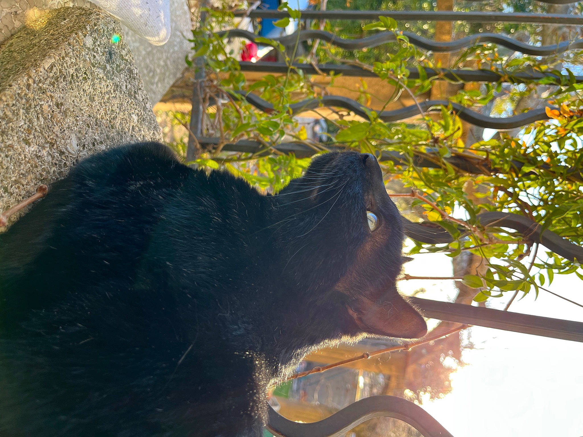 Léon participe au concours pour gagner de l'argent avec cette photo : american_black_bear, carnivore, elephant, felidae, fur, grass, indian_elephant, plant, reflection, shade, shadow, snout, soil, tail, terrestrial_animal, tints_and_shades, trunk, twig, wildlife, working_animal