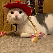 Dino joined the competition — help win amazing prizes! black_eyes, braid, carpet, cat, close_up, costume, cozy, curious_expression, domestic_animal, feline, gray_patch, hat, indoor, pet, pink_nose, ribbon, sitting, whiskers, white_cat, wood_paneling