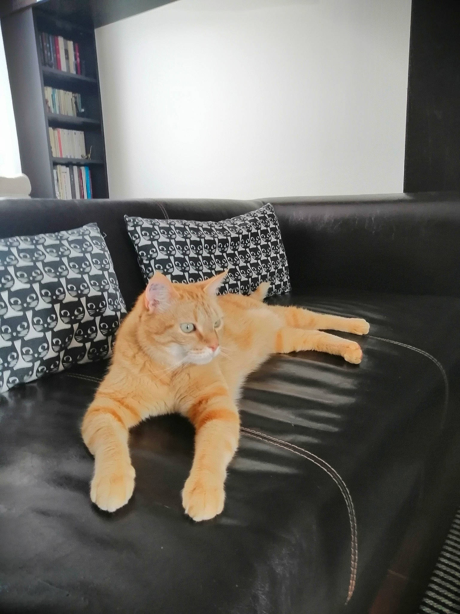 Helios participe au concours pour gagner de l'argent avec cette photo : bedding, carnivore, cat, comfort, couch, fawn, felidae, floor, flooring, furniture, hardwood, linens, living_room, shelf, small_to_medium_sized_cats, studio_couch, tail, toy, whiskers, wood