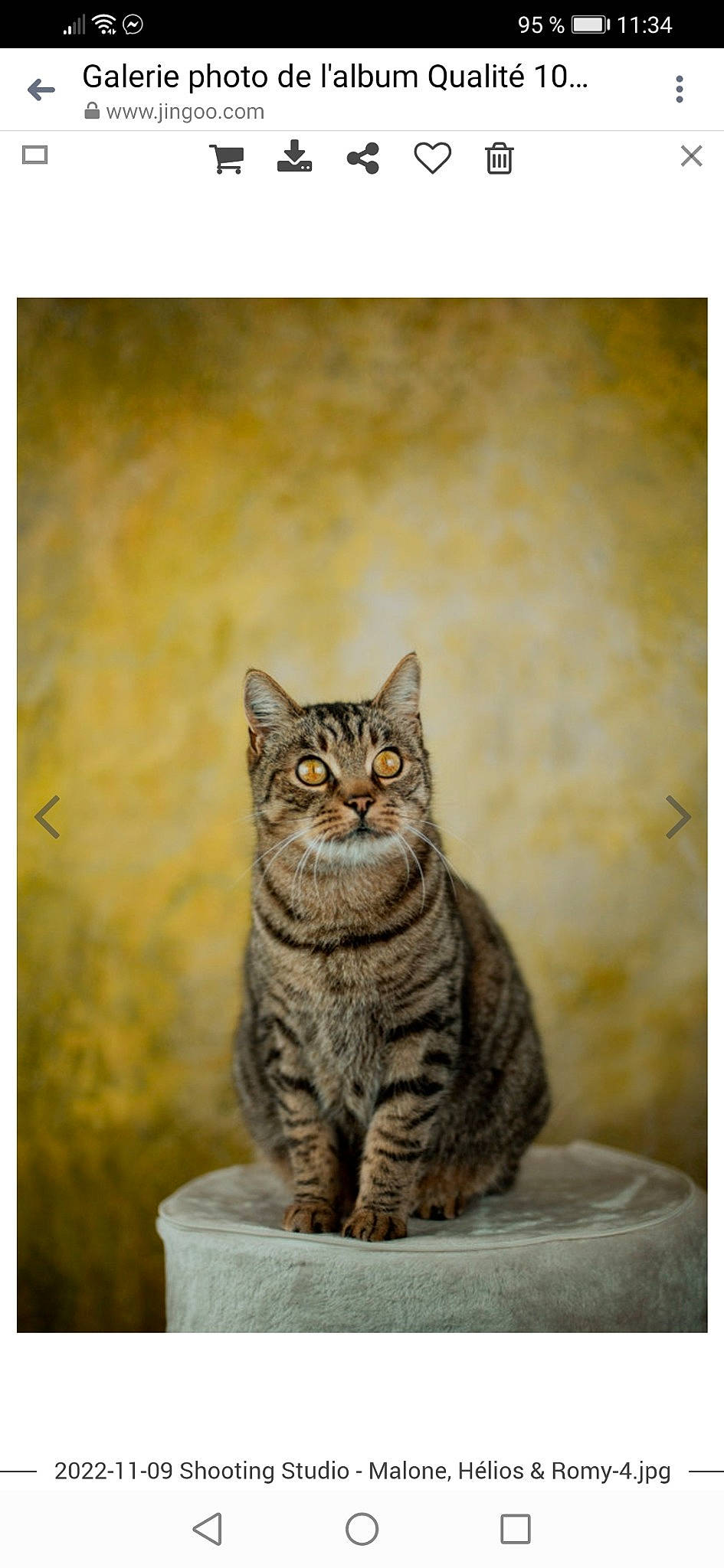 Malone a rejoint le concours — aidez-le/la à gagner de superbes lots ! art, carnivore, cat, domestic_short_haired_cat, felidae, fur, grey, rectangle, sitting, small_to_medium_sized_cats, snout, still_life_photography, tail, terrestrial_animal, tree, visual_arts, whiskers, wildlife, window, wood