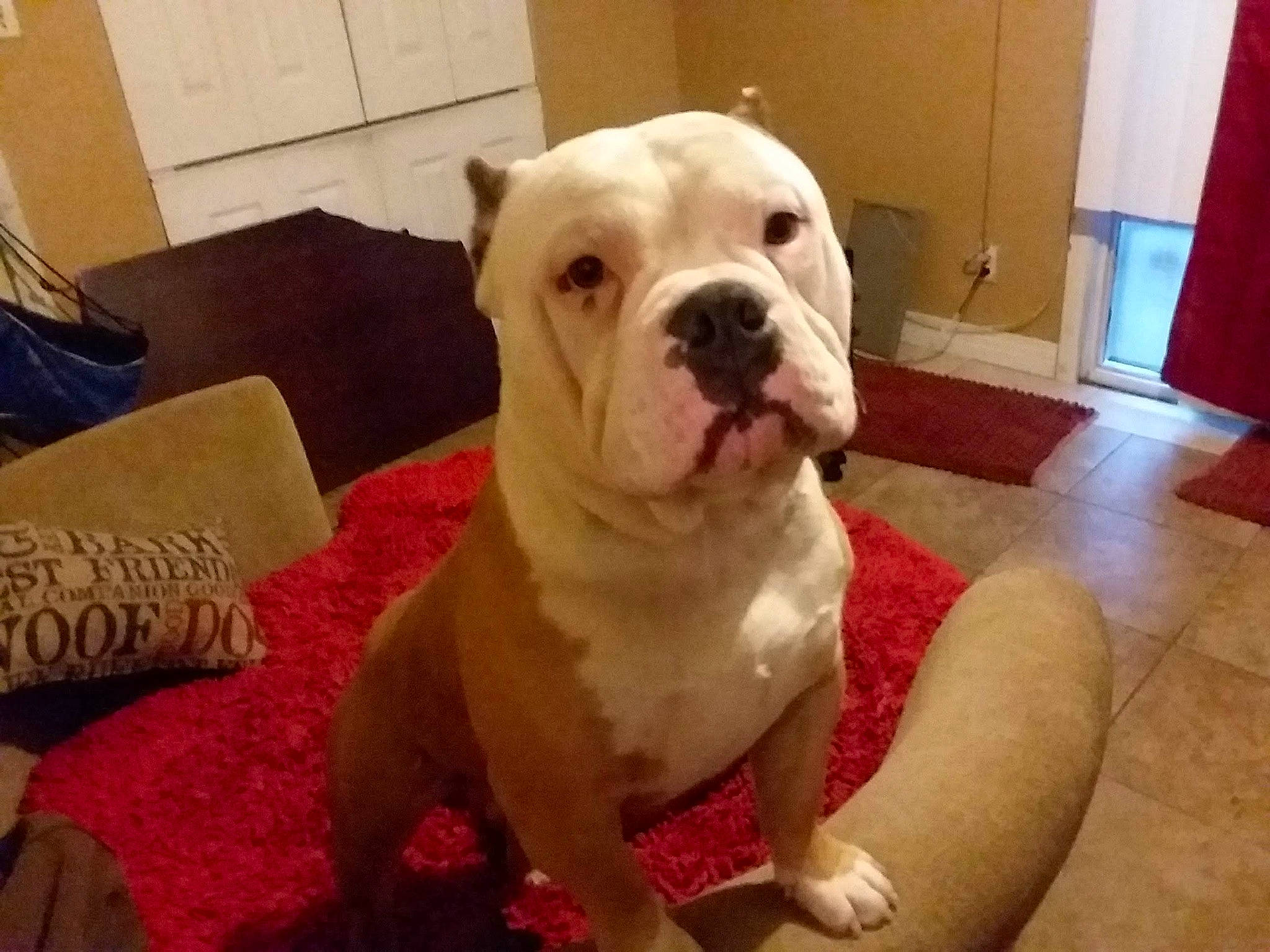 Hulk is registered to the contest to win money with this photo: bulldog, canidae, carnivore, collar, companion_dog, dog, dog_breed, dogo_guatemalteco, fawn, floor, flooring, home, living_room, non_sporting_group, old_english_bulldog, pet_supply, snout, sporting_group, wood, working_animal