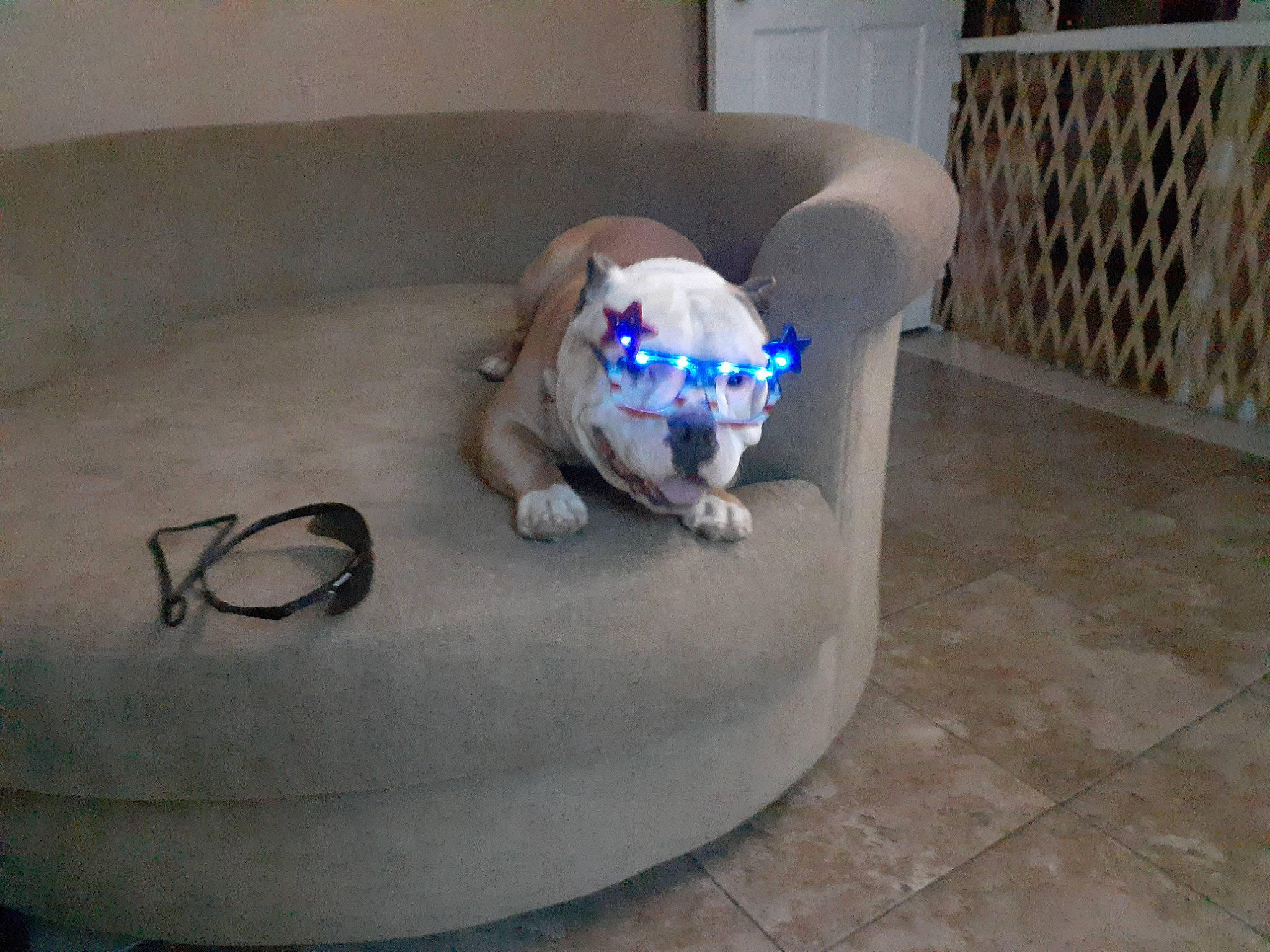 Hulk joined the competition — help win amazing prizes! blue, canidae, carnivore, cement, companion_dog, concrete, couch, dog, dog_breed, dog_supply, living_room, pet_supply, sporting_group