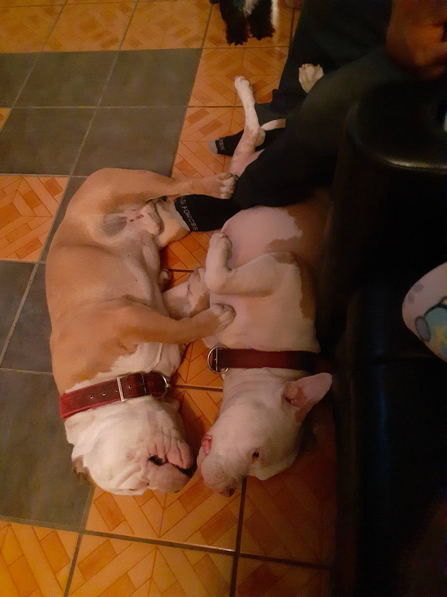 Dopey joined the competition — help win amazing prizes! abdomen, back, barechested, briefs, chest, dog_breed, fawn, flesh, floor, flooring, muscle, navel, stomach, tile, tile_flooring, trunk, undergarment, underpants