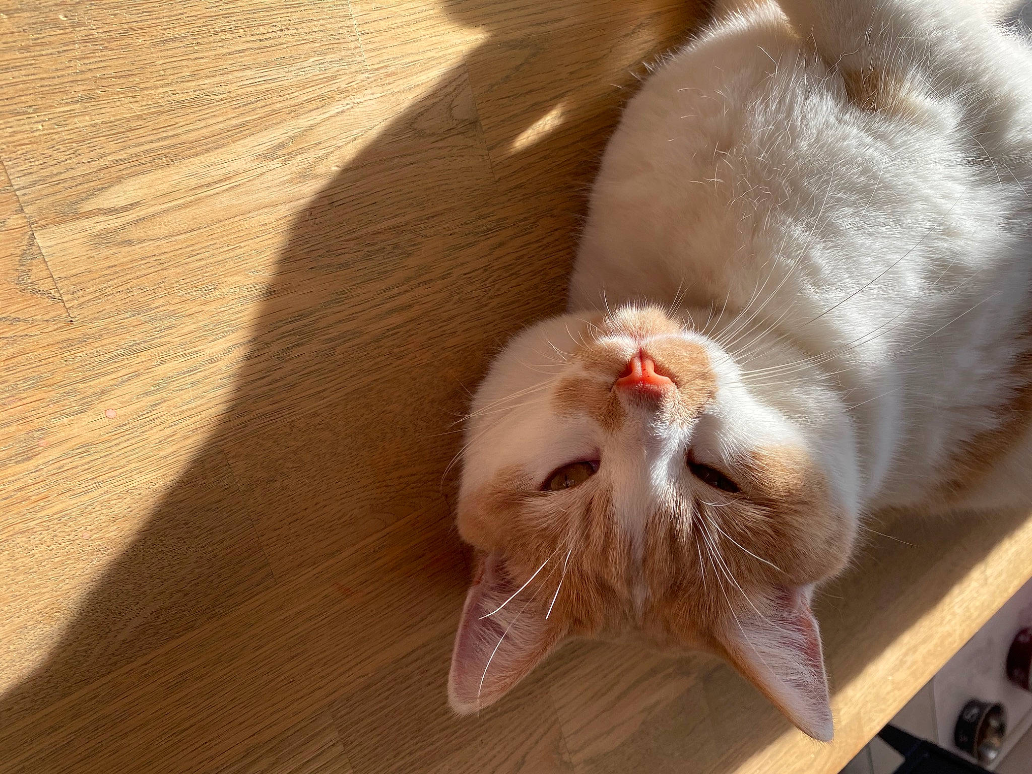 Nuage participe au concours pour gagner de l'argent avec cette photo : aegean_cat, carnivore, cat, claw, ear, fawn, felidae, fur, paw, small_to_medium_sized_cats, tail, turkish_angora, turkish_van, whiskers, wood