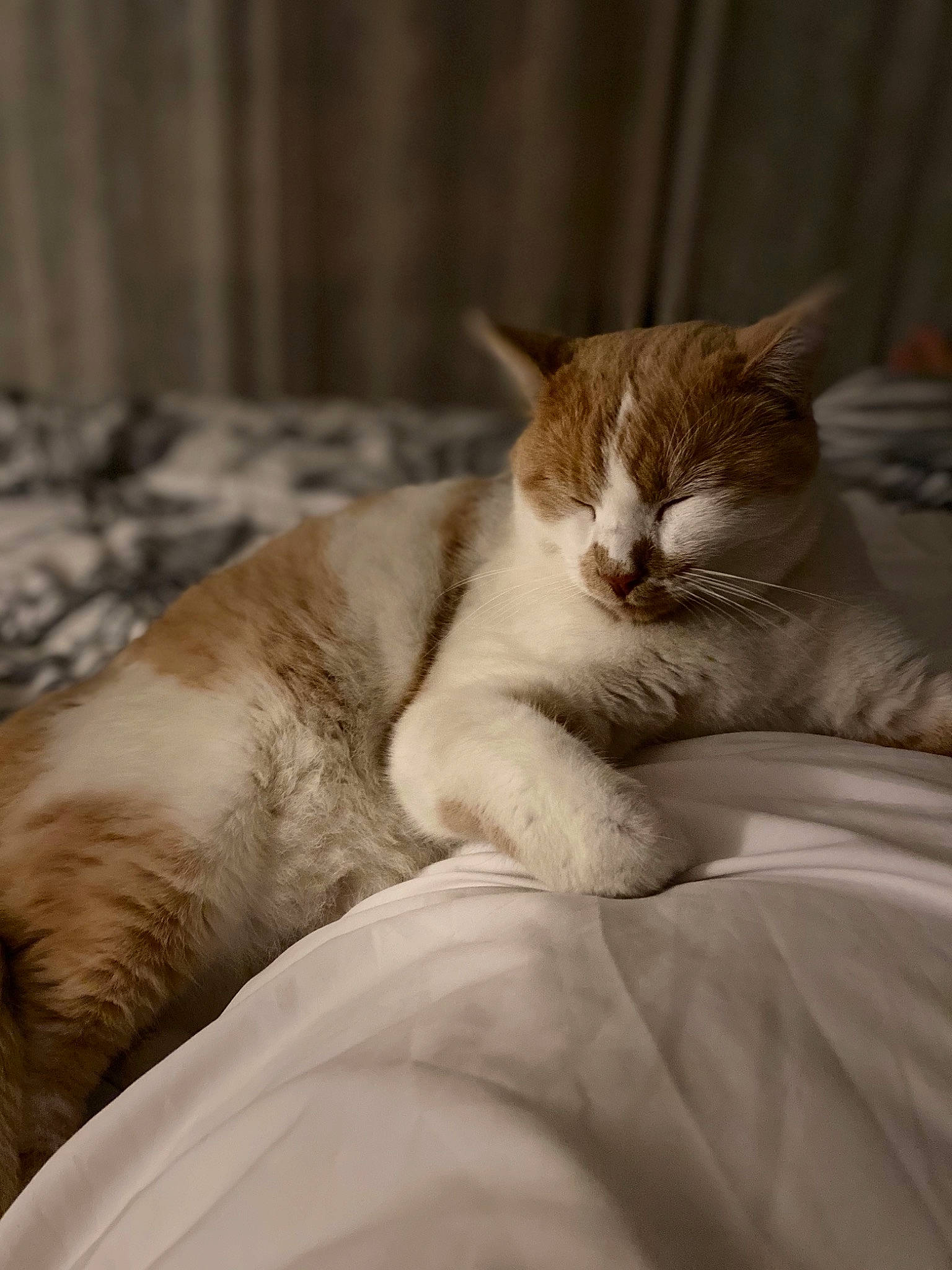 Nuage participe au concours pour gagner de l'argent avec cette photo : aegean_cat, asian, carnivore, cat, domestic_short_haired_cat, ear, european_shorthair, fawn, felidae, fur, kitten, nap, sleep, small_to_medium_sized_cats, tabby_cat, whiskers