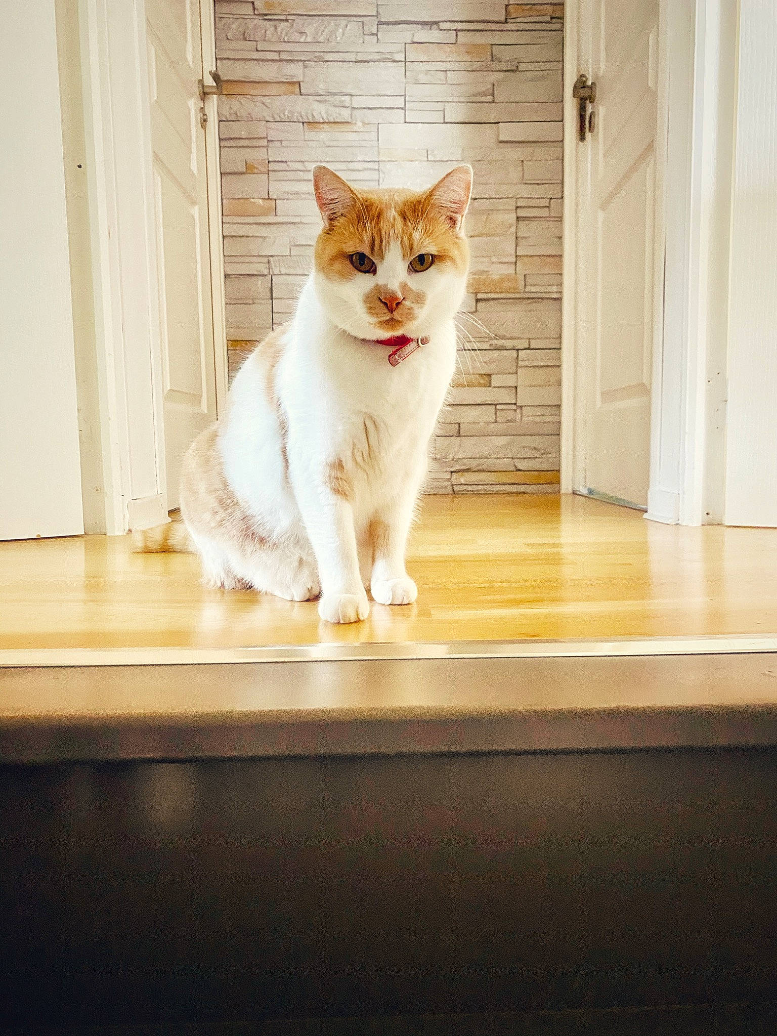 Nuage a rejoint le concours — aidez-le/la à gagner de superbes lots ! aegean_cat, carnivore, cat, domestic_short_haired_cat, door, european_shorthair, fawn, felidae, floor, flooring, fur, interior_design, kitten, sitting, small_to_medium_sized_cats, sunlight, tail, turkish_van, whiskers, window