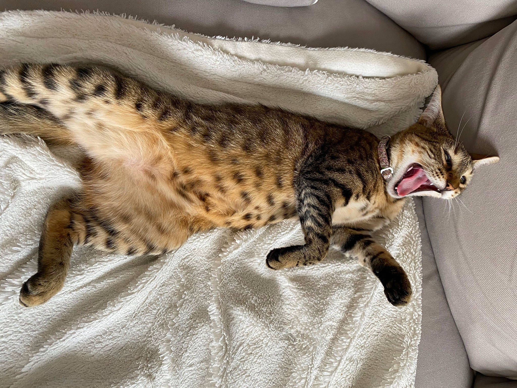 Minette participe au concours pour gagner de l'argent avec cette photo : arabian_mau, asian, bengal, california_spangled, carnivore, cat, dragon_li, egyptian_mau, european_shorthair, felidae, kitten, mammal, ocicat, savannah, small_to_medium_sized_cats, sokoke, tabby_cat, vertebrate, whiskers, wildlife