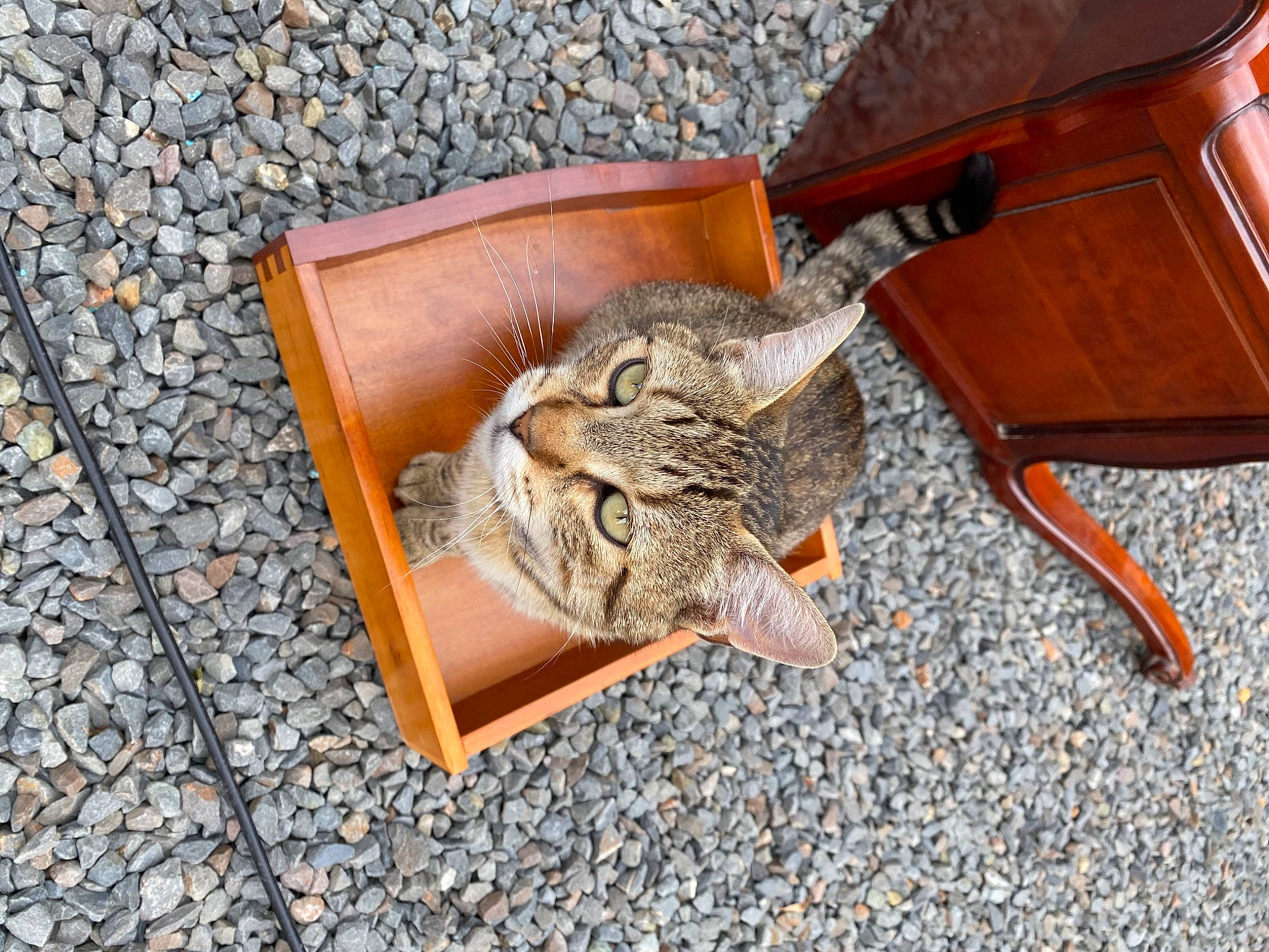 Minette a rejoint le concours — aidez-le/la à gagner de superbes lots ! cat, floor, flooring, wood