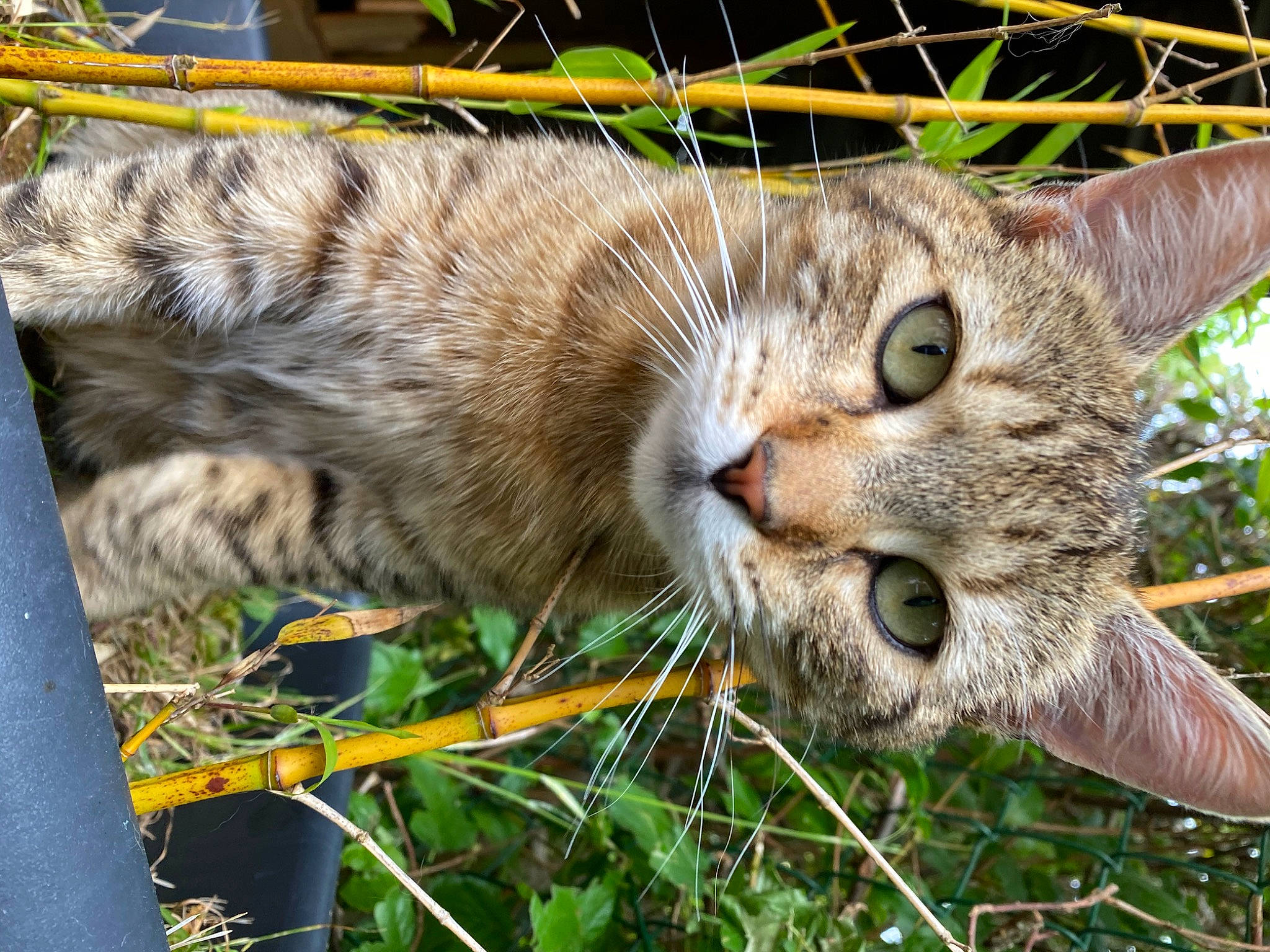 Minette a rejoint le concours — aidez-le/la à gagner de superbes lots ! carnivore, cat, domestic_short_haired_cat, dragon_li, european_shorthair, eye, felidae, grass, mammal, ocicat, pixie_bob, rusty_spotted_cat, small_to_medium_sized_cats, snout, tabby_cat, toyger, tree, whiskers, wild_cat, wildlife