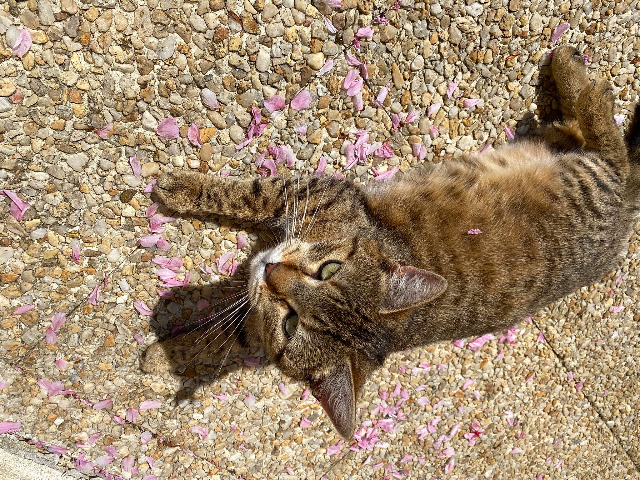 Minette a rejoint le concours — aidez-le/la à gagner de superbes lots ! asian, carnivore, cat, domestic_short_haired_cat, dragon_li, european_shorthair, felidae, fur, kitten, mammal, ocicat, organism, pixie_bob, rusty_spotted_cat, sand, small_to_medium_sized_cats, tabby_cat, toyger, whiskers, wild_cat