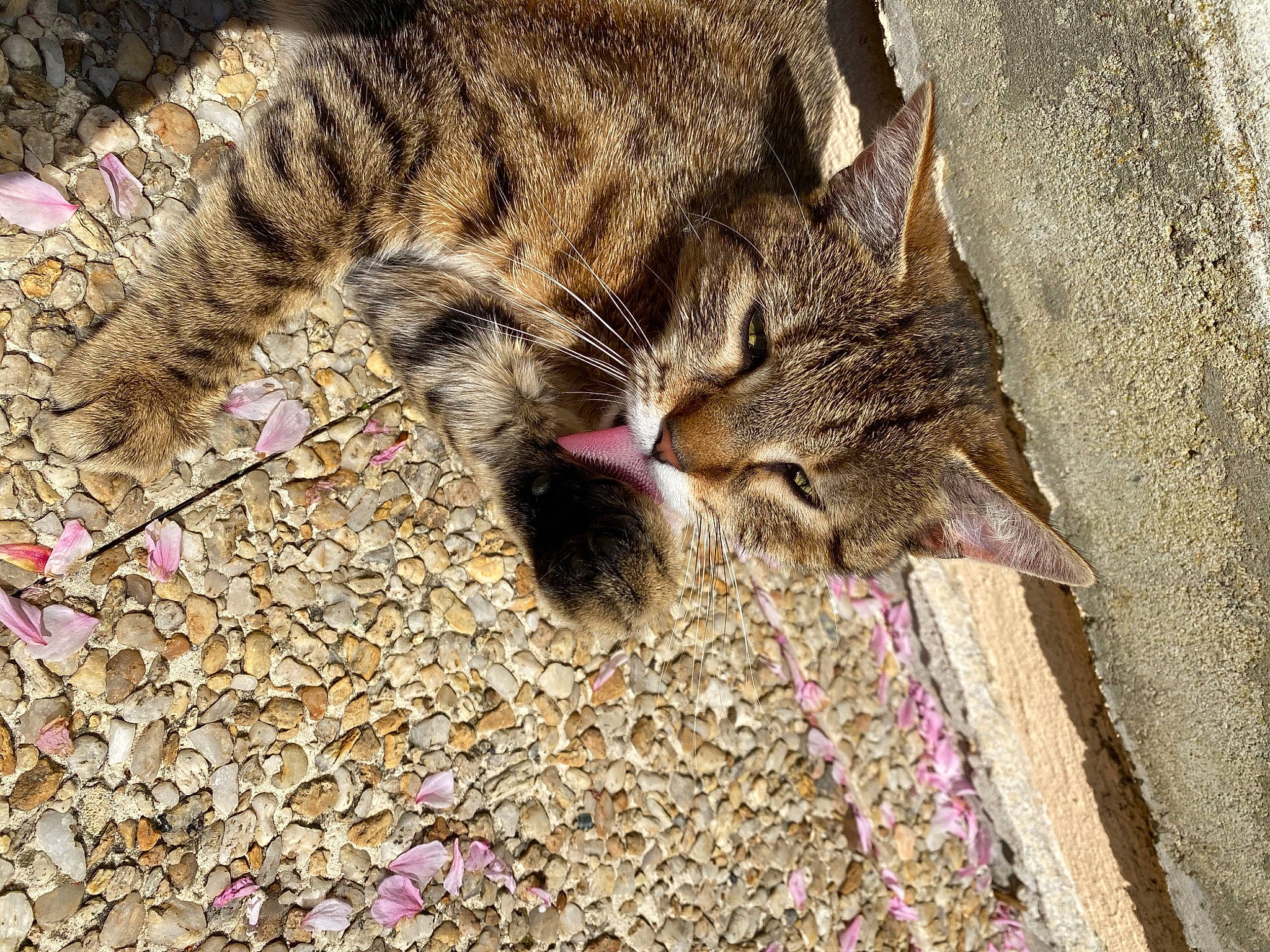 Minette participe au concours pour gagner de l'argent avec cette photo : aegean_cat, asian, carnivore, cat, domestic_short_haired_cat, dragon_li, european_shorthair, felidae, fur, kitten, organism, pixie_bob, plant, rusty_spotted_cat, small_to_medium_sized_cats, snout, tabby_cat, whiskers, wild_cat