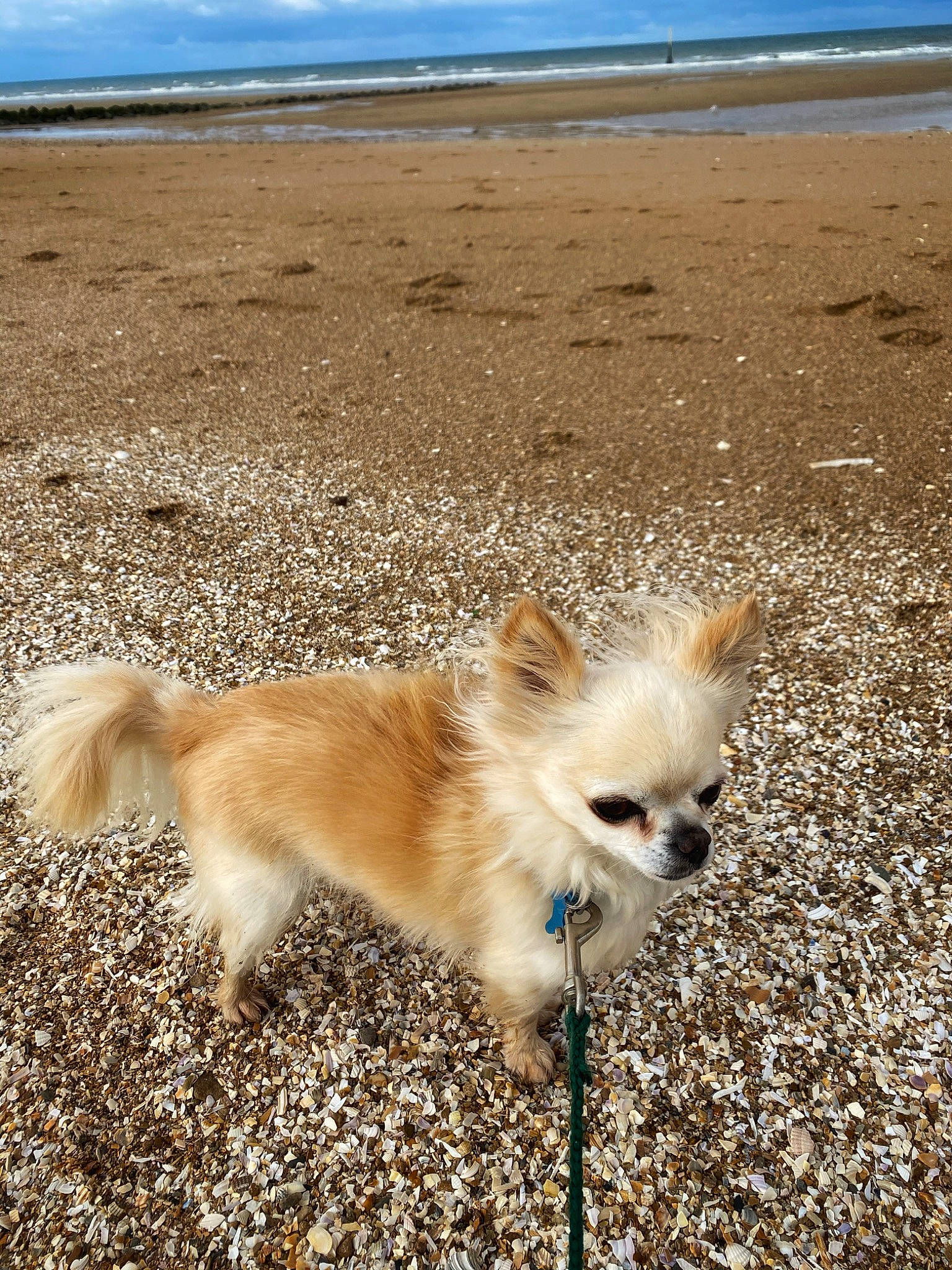 Indiana participe au concours pour gagner de l'argent avec cette photo : cairn_terrier, canidae, carnivore, chihuahua, companion_dog, dog, dog_breed, fawn, german_spitz, german_spitz_mittel, icelandic_sheepdog, mammal, norwich_terrier, pomeranian, portuguese_podengo, puppy, sand, toy_dog, vertebrate