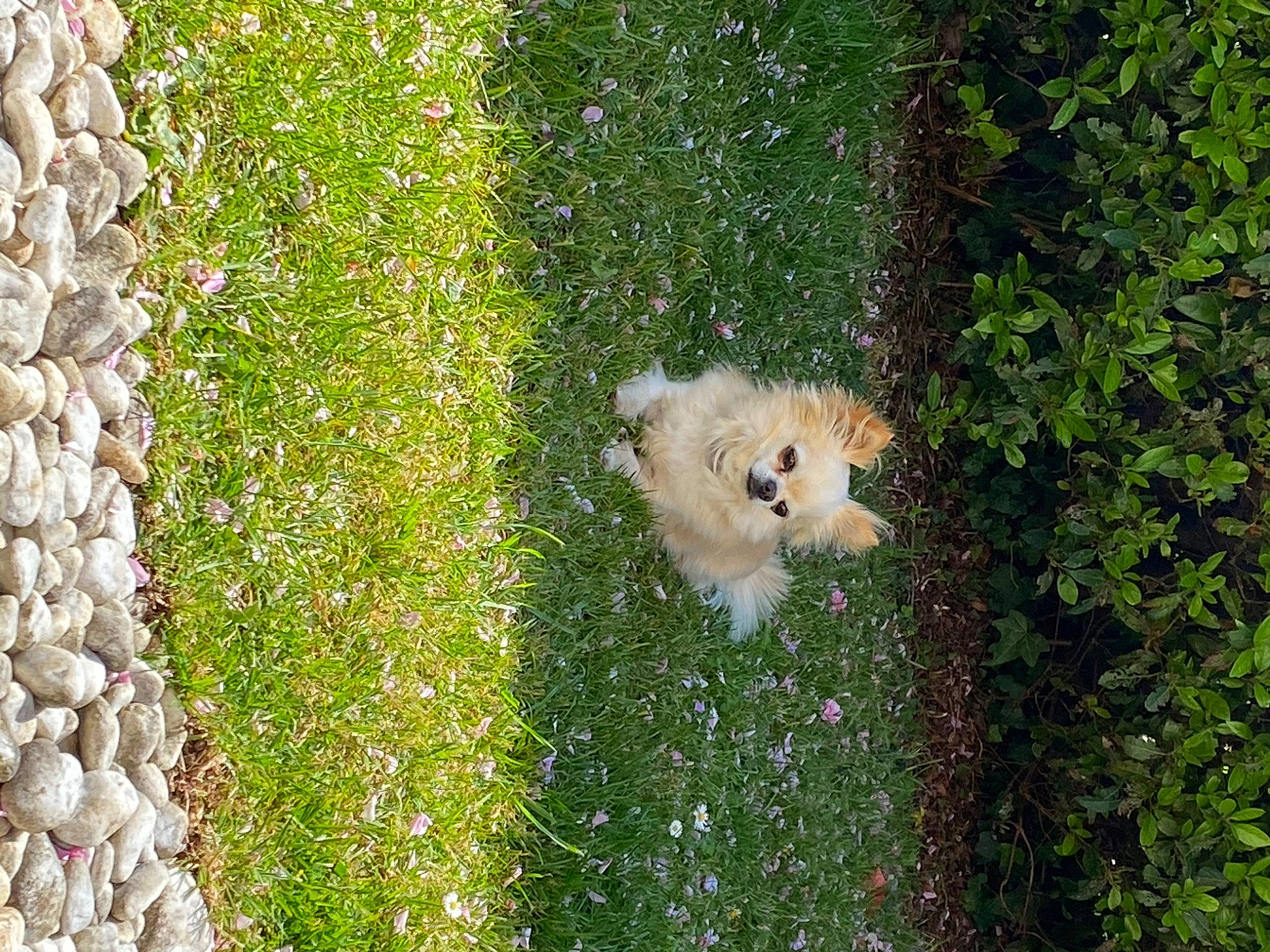 Indiana participe au concours pour gagner de l'argent avec cette photo : canidae, carnivore, cavachon, companion_dog, dog, dog_breed, fawn, german_spitz_klein, german_spitz_mittel, grass, japanese_spitz, non_sporting_group, plant, pomeranian, puppy, samoyed, spitz, sporting_group, toy_dog, toy_poodle