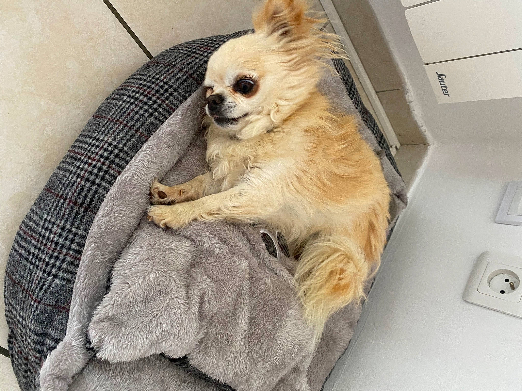 Indiana a rejoint le concours — aidez-le/la à gagner de superbes lots ! canidae, carnivore, companion_dog, dog, dog_breed, ear, fawn, fur, nap, paw, puppy, snout