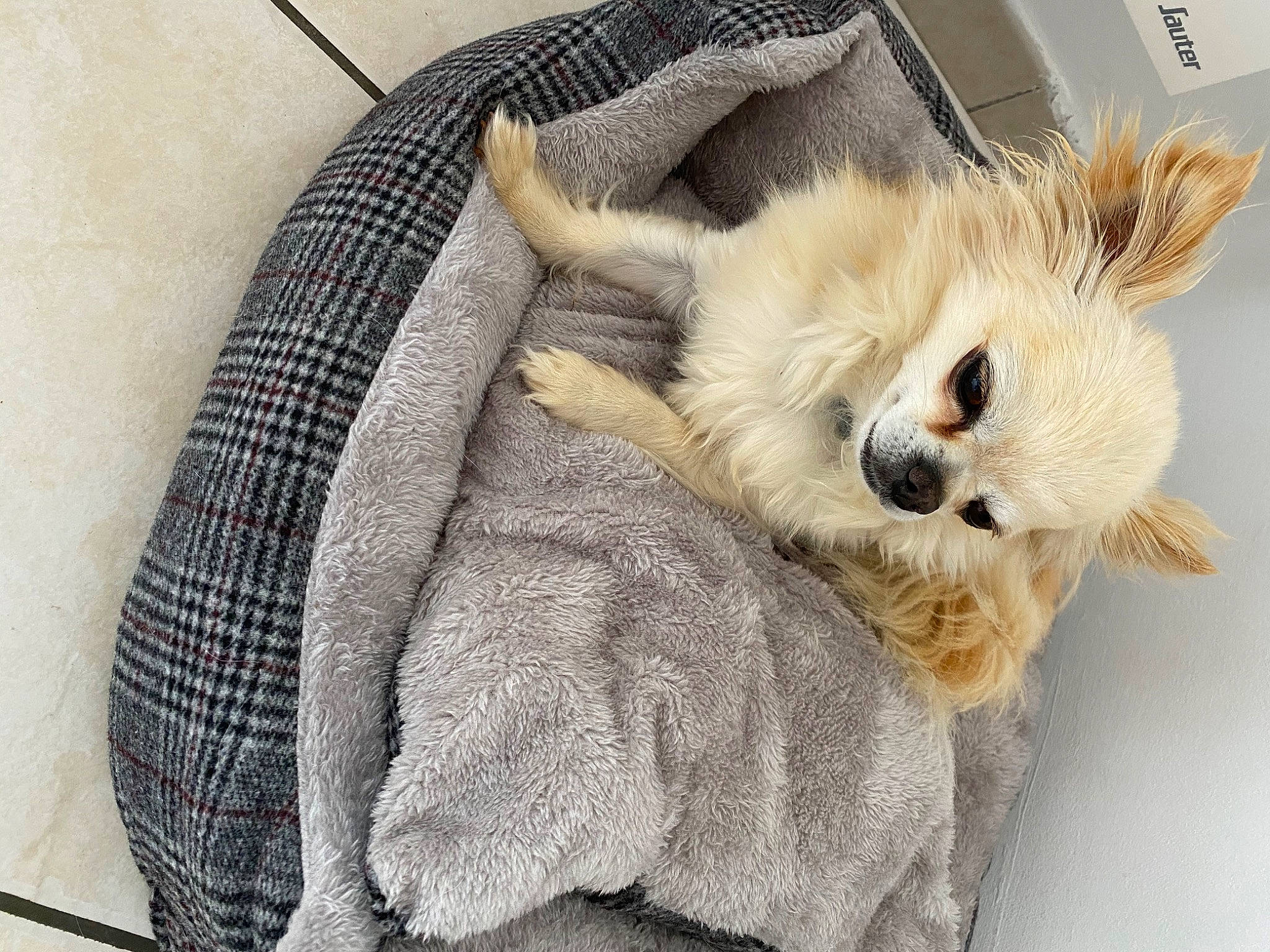 Indiana participe au concours pour gagner de l'argent avec cette photo : canidae, carnivore, cat, claw, companion_dog, fawn, felidae, fur, paw, puppy, small_to_medium_sized_cats, whiskers