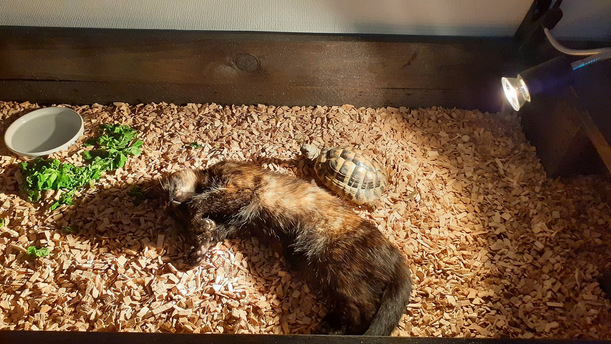 Moon a rejoint le concours — aidez-le/la à gagner de superbes lots ! animal_feed, cup, fawn, felidae, flooring, fur, grass, herb, landscape, livestock, pet_supply, plant, serveware, shadow, snout, soil, tail, terrestrial_animal, wildlife, wood