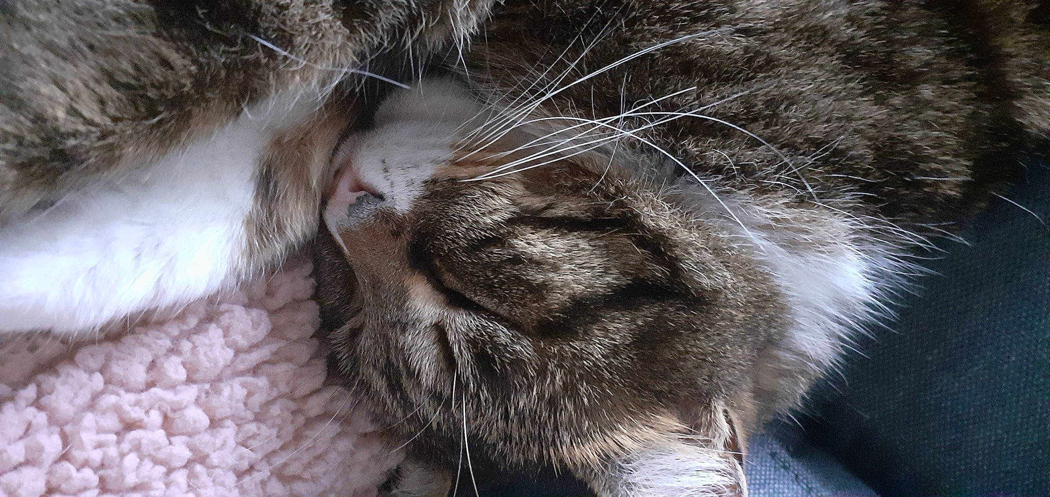 Merlin participe au concours pour gagner de l'argent avec cette photo : carnivore, cat, claw, close_up, domestic_short_haired_cat, ear, felidae, fur, grey, nap, paw, sleep, small_to_medium_sized_cats, snout, tail, terrestrial_animal, whiskers, wildlife