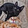 Boots And Bandit