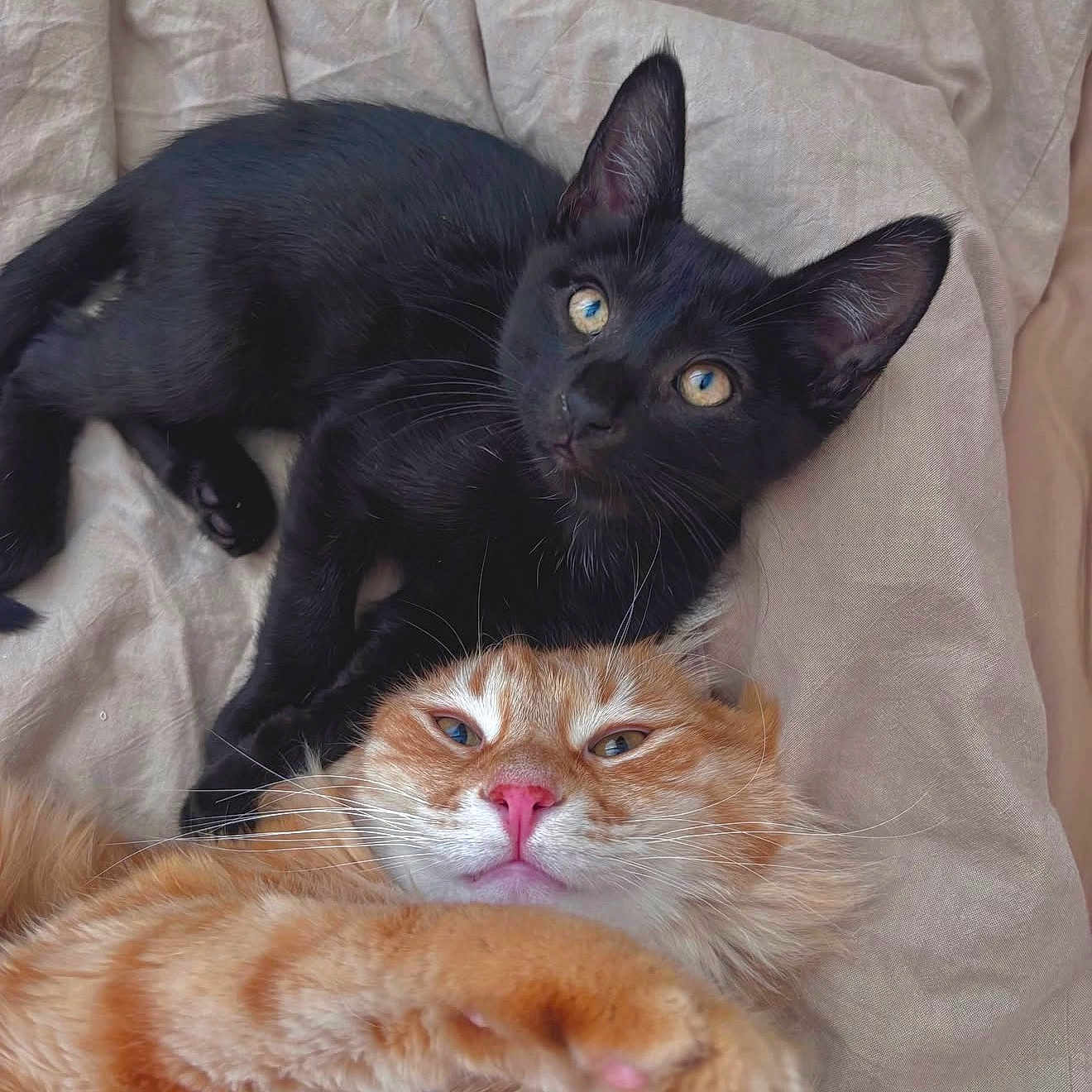 Boots And Bandit joined the competition — help win amazing prizes! animals, black_cat, blanket, cat, closeup, companions, cozy, cute, cute_pets, ears, eyes, feline, fur, indoors, laying_down, orange_cat, pets, relaxing, resting, whiskers