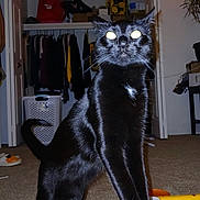 Niamh joined the competition — help win amazing prizes! black_cat, cat, pet, indoor, carpet, paw, closet, clothes, string_lights, room, furniture, home, animal, whiskers, fur, tail, domestic_cat, curious, standing, night