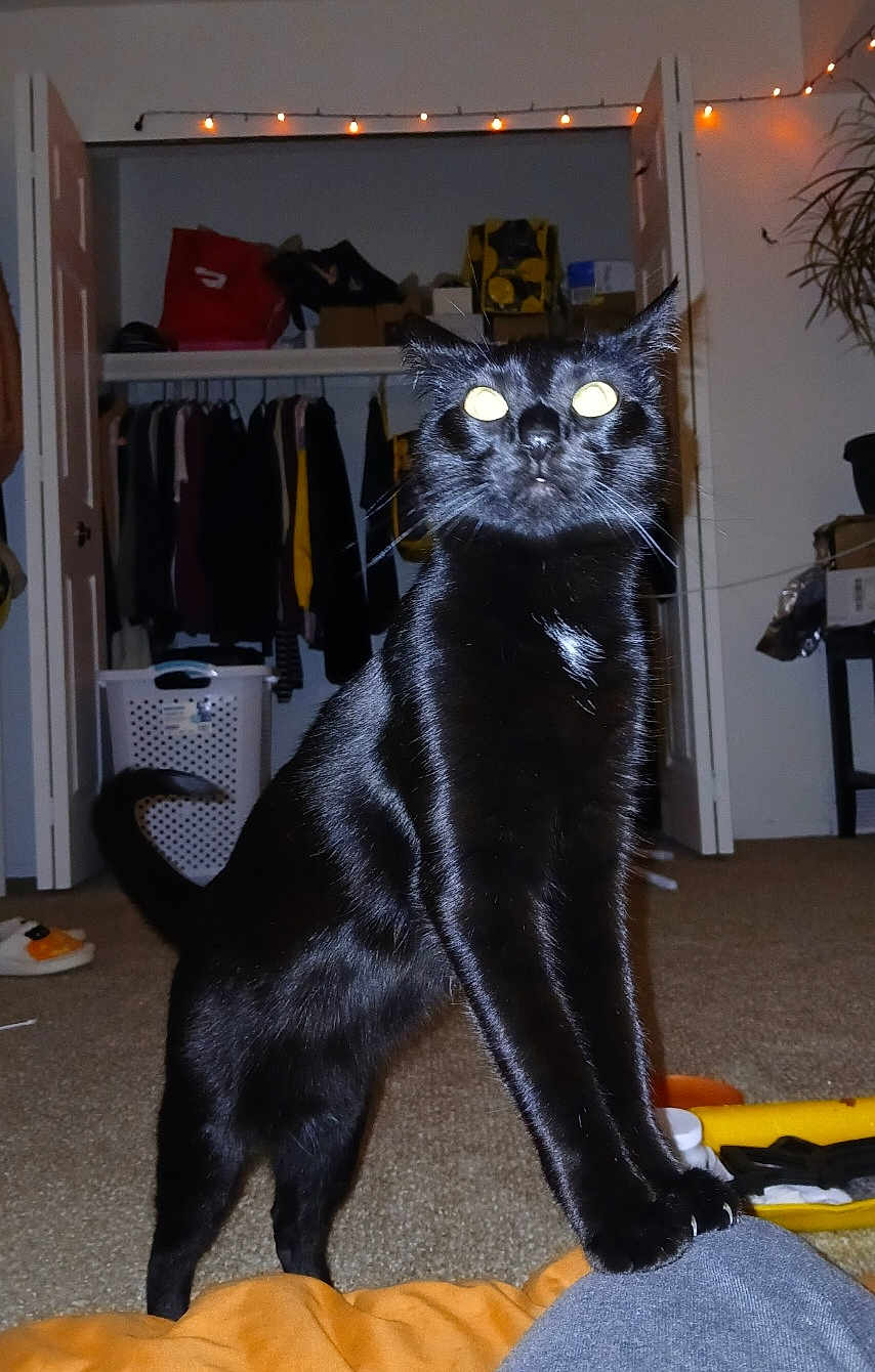 Niamh joined the competition — help win amazing prizes! black_cat, cat, pet, indoor, carpet, paw, closet, clothes, string_lights, room, furniture, home, animal, whiskers, fur, tail, domestic_cat, curious, standing, night