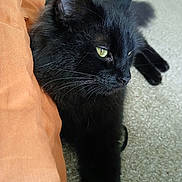 Neville is registered to the contest to win money with this photo: black_cat, cat, pet, animal, feline, fur, whiskers, green_eyes, carpet, indoor, relaxed, close_up, portrait, cute, domestic_animal, resting, mammal, sleepy, cozy, soft