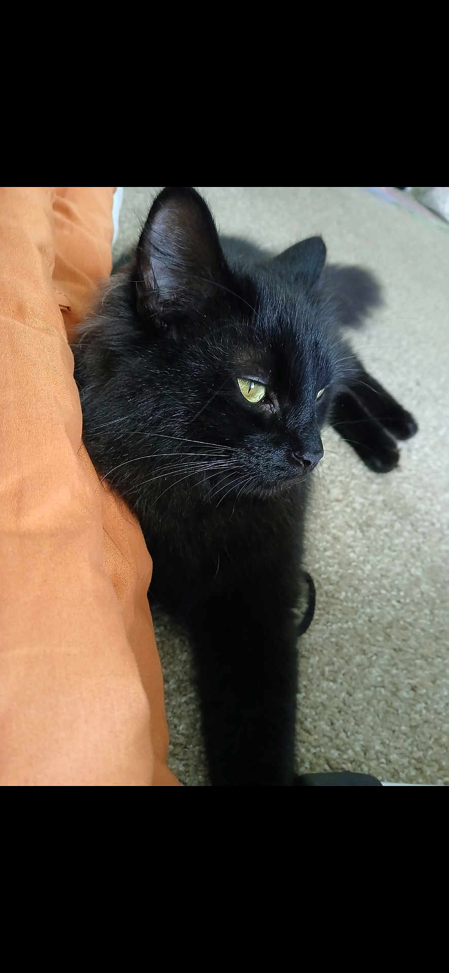 Neville is registered to the contest to win money with this photo: black_cat, cat, pet, animal, feline, fur, whiskers, green_eyes, carpet, indoor, relaxed, close_up, portrait, cute, domestic_animal, resting, mammal, sleepy, cozy, soft