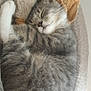 cat, close_up, cozy, cuddling, cute, dog_toy, feline, fur, gray_tabby, indoor, kitten, nap, paws, pet, plush_toy, relaxed, resting, sleeping, soft_texture, whiskers