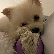 Alma participe au concours pour gagner de l'argent avec cette photo : adorable, animal, blanket, close_up, cozy, cute, dog, fluffy, indoor, mesh, paw, pet, puppy, purple, resting, sleepy, soft, toy, white, young
