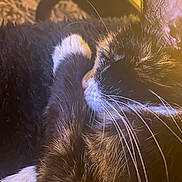 Ziggy joined the competition — help win amazing prizes! animal, black, brown, cat, close_up, cozy, cute, domestic_cat, feline, fur, indoor, paw, pet, relaxing, resting, sleeping, snuggled, warm_light, whiskers, white