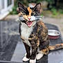cat, tortoiseshell, animal, pet, outdoor, table, mouth_open, whiskers, feline, fur, sitting, blurred_background, greenery, bowl, domestic, cute, small, four_legs, ears, tail