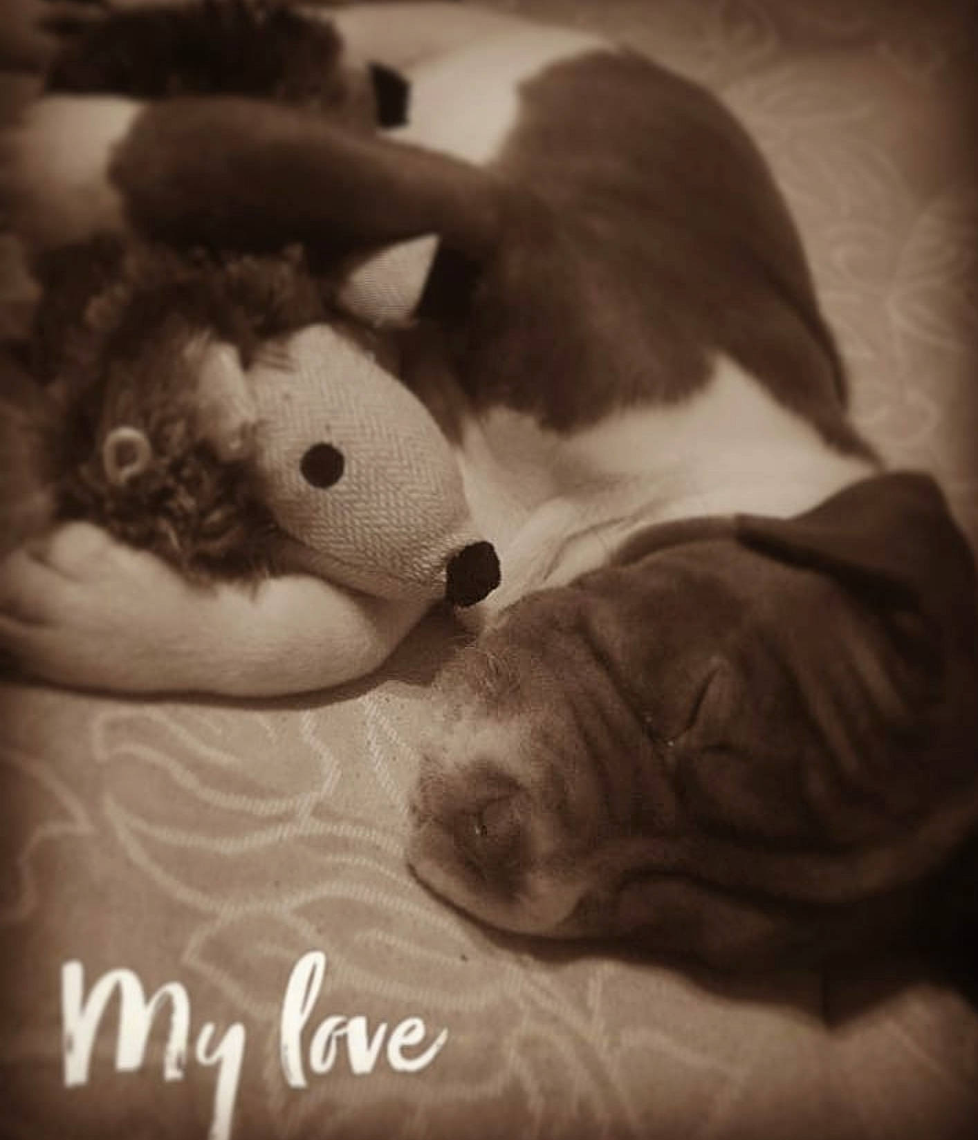 Jane is registered to the contest to win money with this photo: boston_terrier, canidae, carnivore, cloud, love, non_sporting_group, nose, paw, puppy, puppy_love, sky, stuffed_toy