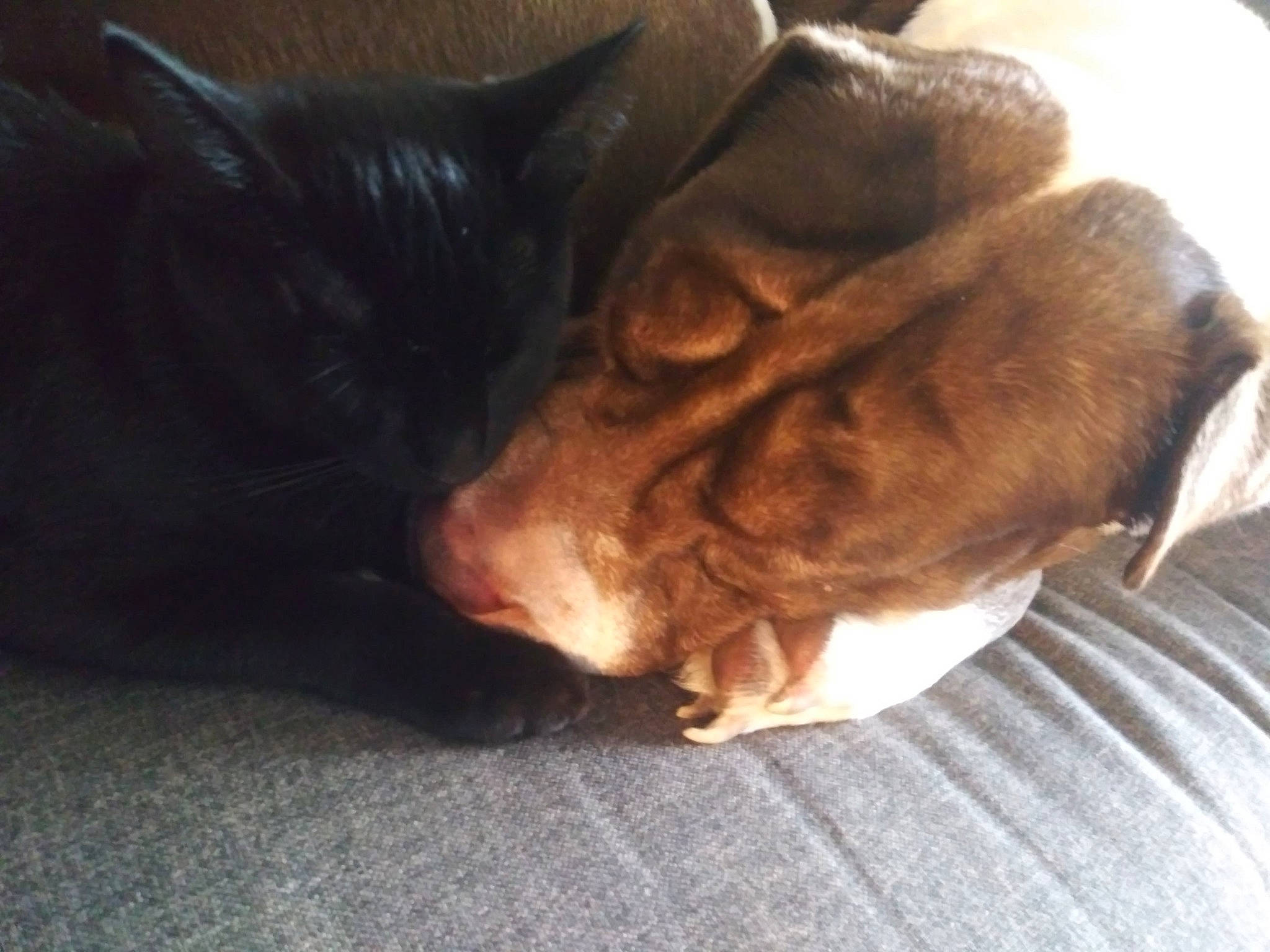 Jane joined the competition — help win amazing prizes! canidae, carnivore, cat, companion_dog, dog_breed, ear, fawn, felidae, fur, nap, nose, puppy_love, sleep, small_to_medium_sized_cats, snout, sporting_group, tail, whiskers