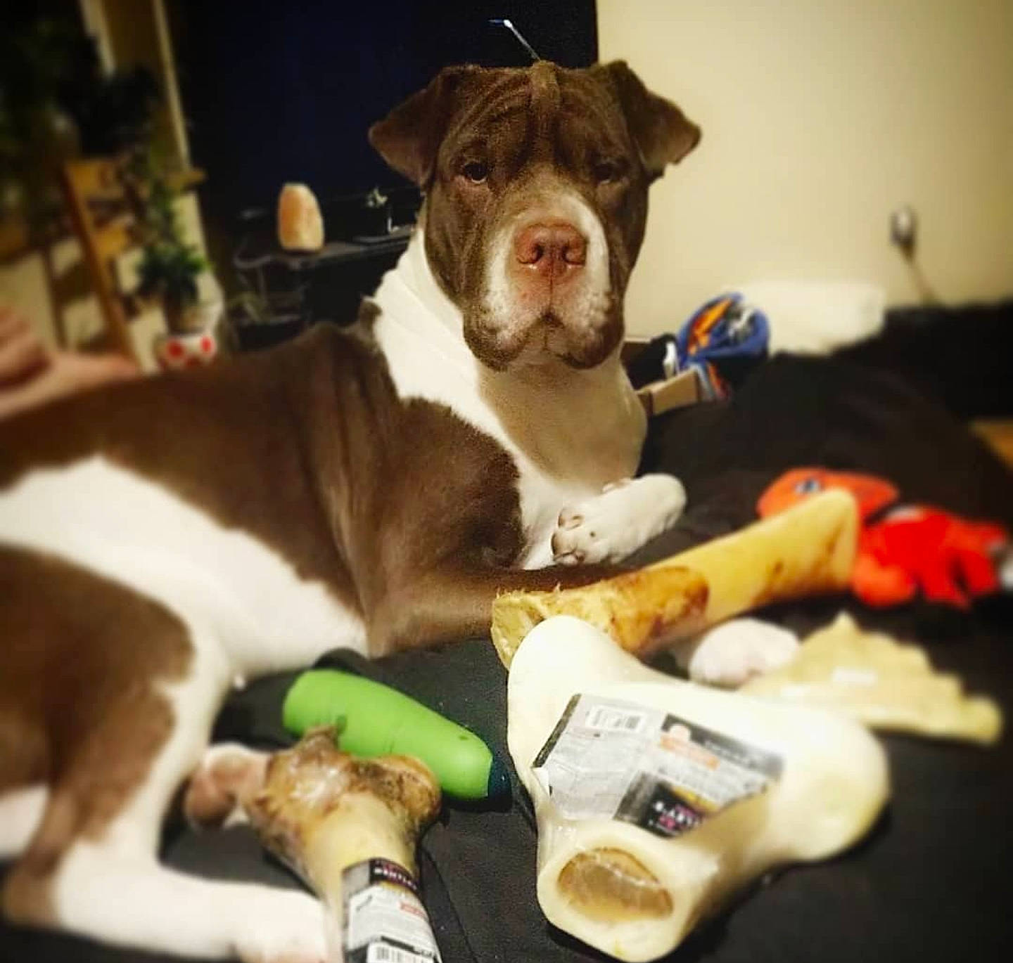 Jane is registered to the contest to win money with this photo: american_bulldog, american_pit_bull_terrier, american_staffordshire_terrier, canidae, carnivore, companion_dog, dog, dog_breed, ear, fawn, leg, non_sporting_group, paw, pit_bull, puppy, puppy_love, sporting_group