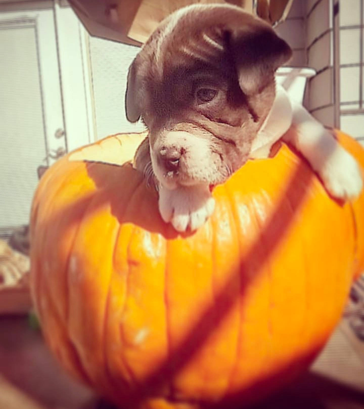 Jane is registered to the contest to win money with this photo: boxer, bullmastiff, canidae, carnivore, companion_dog, dog, dog_breed, ear, fawn, guard_dog, non_sporting_group, nose, pit_bull, pumpkin, puppy, puppy_love, snout, sporting_group, yellow