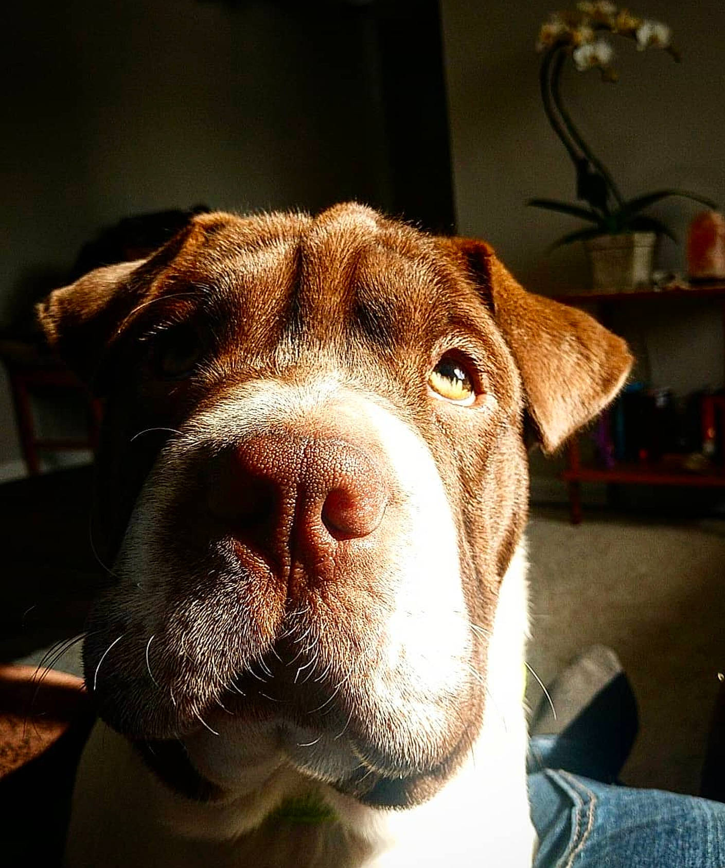 Jane joined the competition — help win amazing prizes! american_pit_bull_terrier, american_staffordshire_terrier, canidae, carnivore, close_up, dog, dog_breed, ear, fawn, head, mammal, non_sporting_group, nose, olde_english_bulldogge, pit_bull, puppy, skin, snout, vertebrate, whiskers