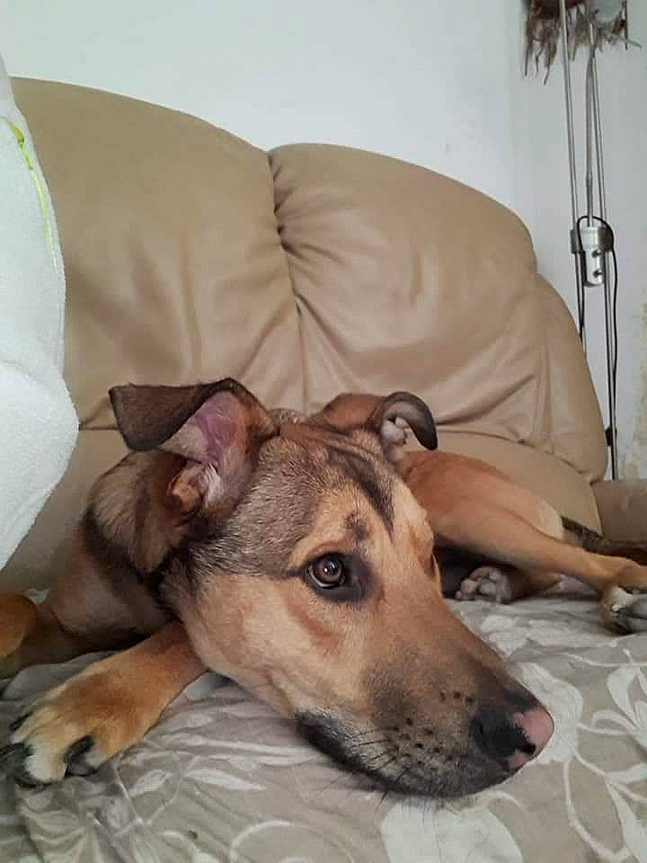 Rykar participe au concours pour gagner de l'argent avec cette photo : carnivore, comfort, companion_dog, couch, dog, dog_breed, fawn, flooring, fur, furniture, houseplant, lamp, linens, picture_frame, rampur_greyhound, room, sighthound, sporting_group, whiskers, wood