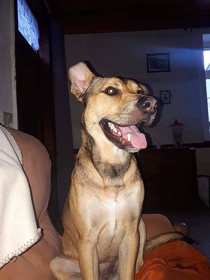 Rykar participe au concours pour gagner de l'argent avec cette photo : canidae, carnivore, collar, companion_dog, dog, dog_breed, dog_collar, dog_supply, fang, fawn, fur, jaw, paw, pet_supply, smile, snout, sporting_group, whiskers, window, working_animal