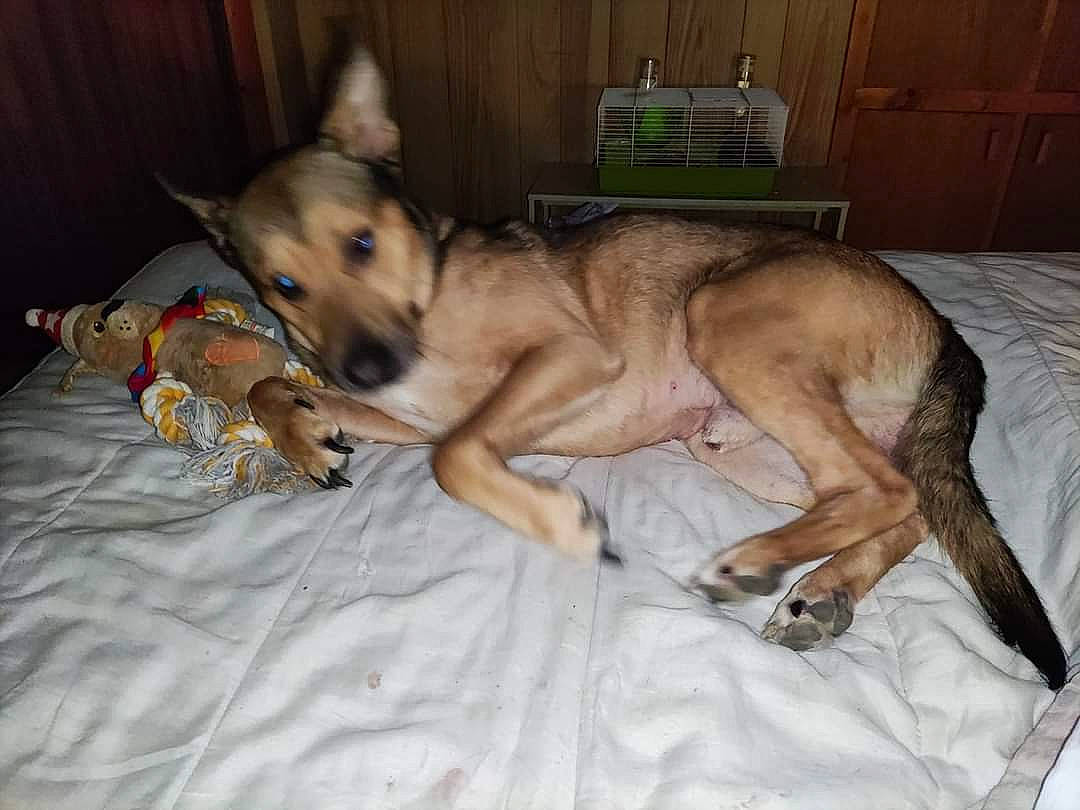 Rykar a rejoint le concours — aidez-le/la à gagner de superbes lots ! cabinetry, canidae, carnivore, comfort, companion_dog, dog, dog_breed, dog_supply, fawn, fur, guard_dog, linens, nap, paw, snout, sporting_group, tail, toy_dog, whiskers, working_animal