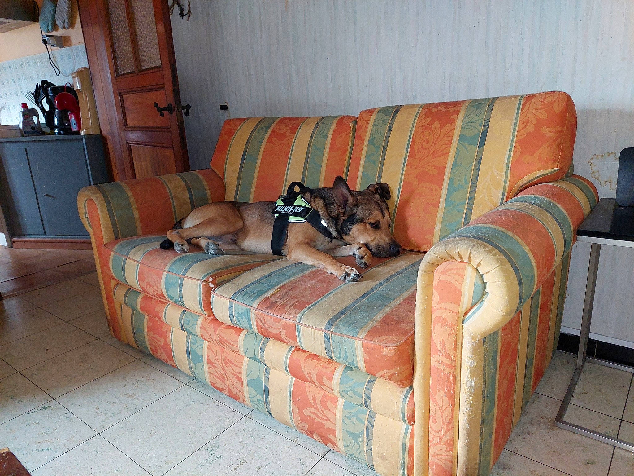 Rykar participe au concours pour gagner de l'argent avec cette photo : building, carnivore, comfort, couch, dog, floor, flooring, furniture, hardwood, house, living_room, outdoor_furniture, pillow, real_estate, sofa_bed, studio_couch, table, textile, window, wood