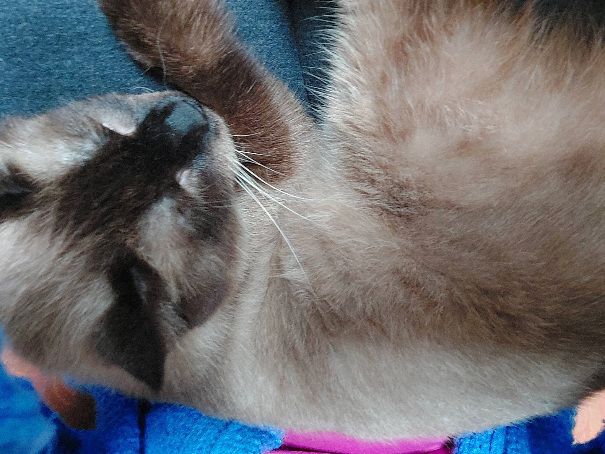 Félix participe au concours pour gagner de l'argent avec cette photo : birman, blue, carnivore, cat, claw, comfort, electric_blue, fawn, felidae, foot, fur, nap, paw, siamese, small_to_medium_sized_cats, tail, thai, whiskers