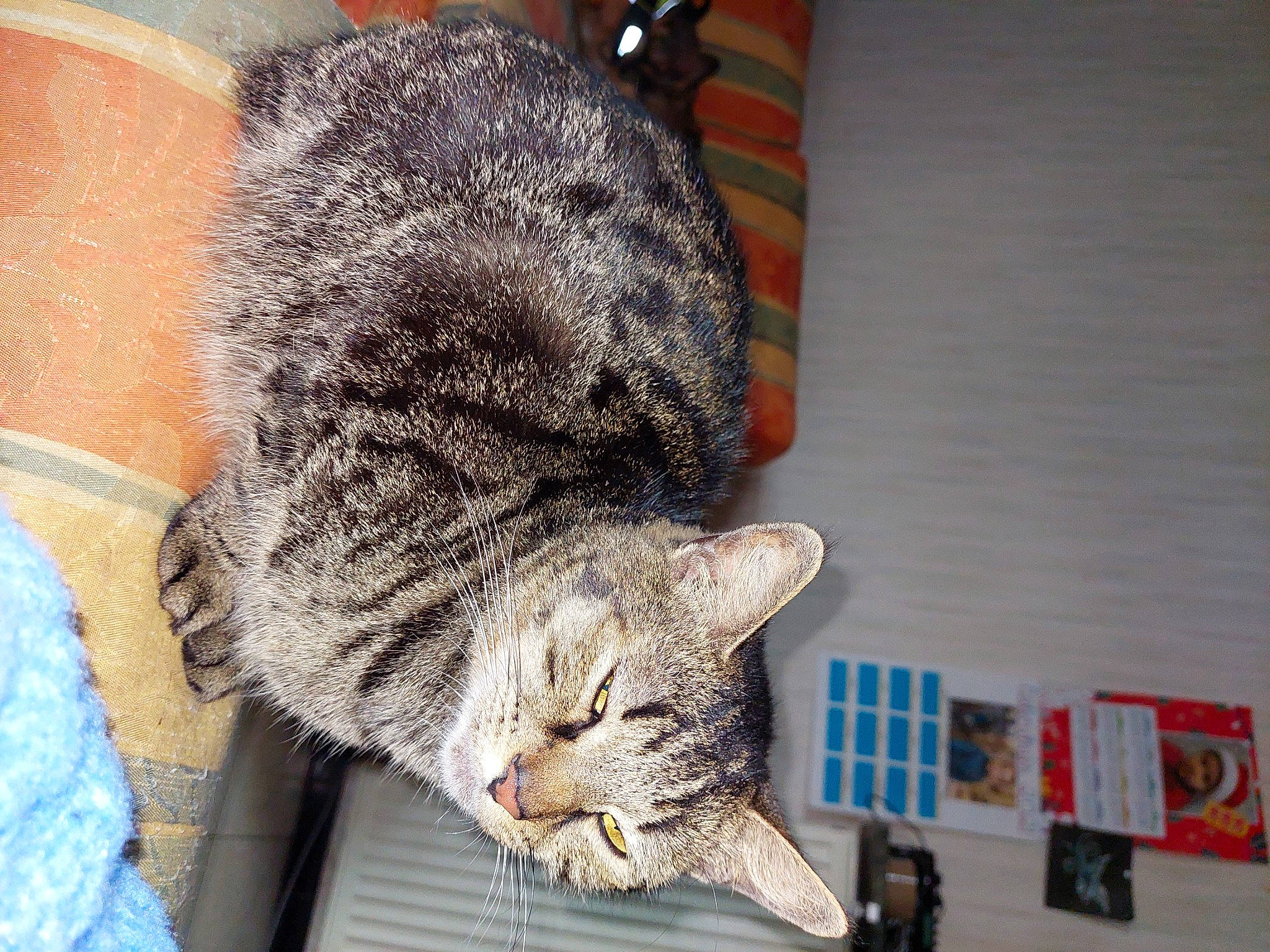 Smoothie participe au concours pour gagner de l'argent avec cette photo : carnivore, cat, claw, domestic_short_haired_cat, felidae, fur, small_to_medium_sized_cats, snout, tail, terrestrial_animal, whiskers, wildlife, window