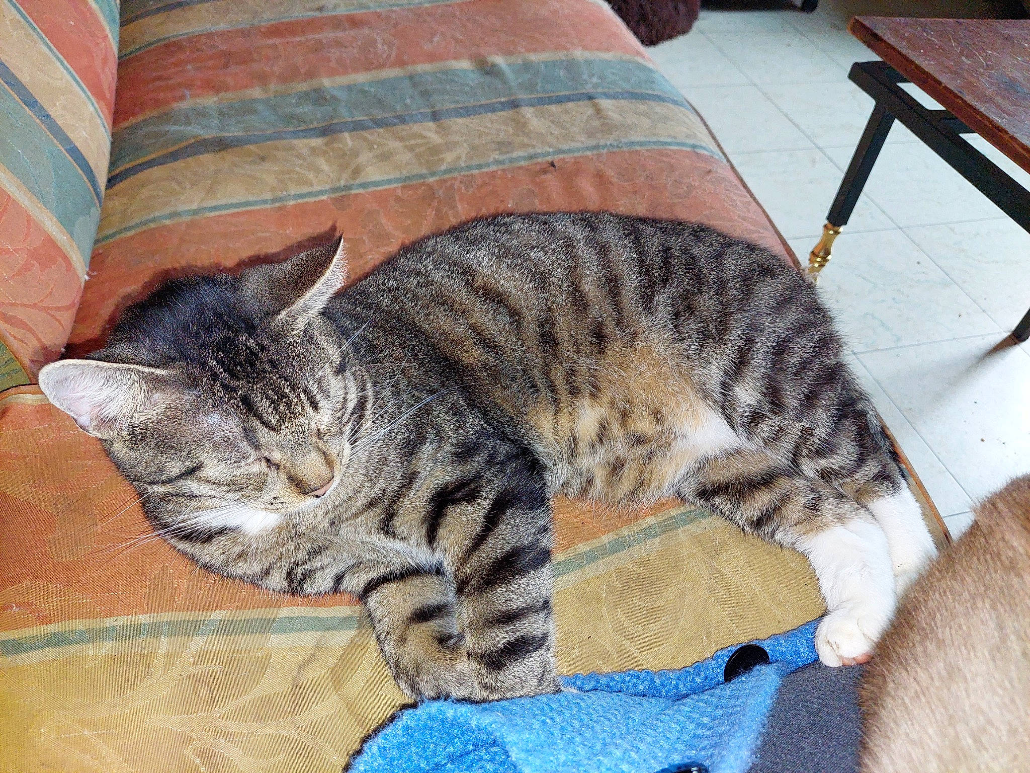 Tigrou participe au concours pour gagner de l'argent avec cette photo : carnivore, cat, comfort, domestic_short_haired_cat, felidae, flooring, fur, hardwood, linens, mammal, pattern, paw, pillow, small_to_medium_sized_cats, snout, tail, terrestrial_animal, vertebrate, whiskers, wood