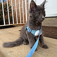 Taos joined the competition — help win amazing prizes! alert, animal, concrete, curious, cute, domestic_cat, ears, feline, gray_cat, harness, kitten, leash, outdoor, pet, porch, sitting, small_pet, tail, whiskers, young_cat